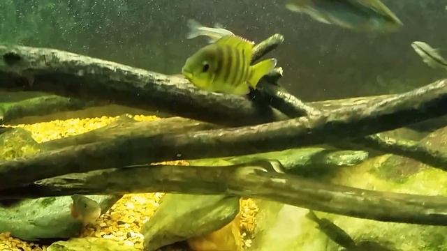 "Around The World" Update On My Fish Room 6/21/17 смотреть онлайн