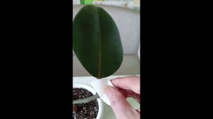 Черенкование Фикуса
