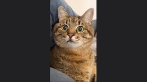 Любовь похожая на сон