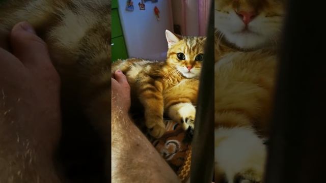Британский котенок. Котенок Британской шиншиллы. Красивый кот.