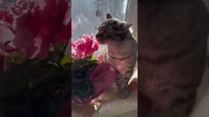 Тропы, Лапки и Волшебные Мгновения