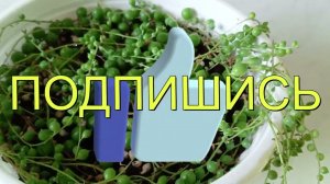 Размножение Крестовника Роули