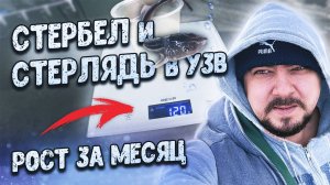 Стербел и Стерлядь в УЗВ _ Рост за месяц