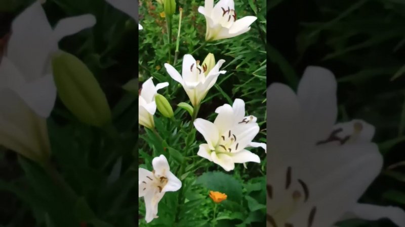 Лилия  #цветы #розы #plants