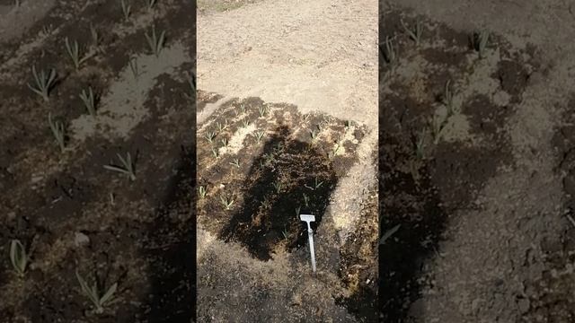 Первая весенняя подкормка чеснока