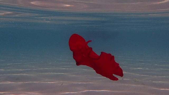 Испанский танцор. Классика. Шератон Сома Бэй.Красное море.Март 2025.С Лилия Драч.