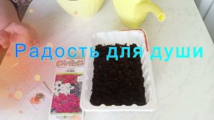 Очаровательная Вербея проращивание из семян