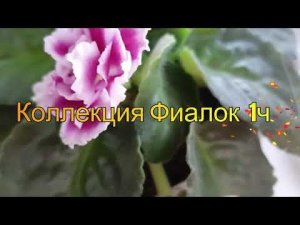 Коллекция Фиалок 1ч