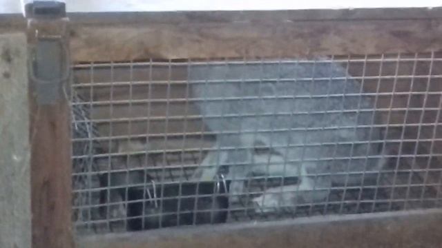 Деревенские будни Кусочек нашего хозяйства)) кролики подросли от #Сельскиезарисовки смотреть онлайн