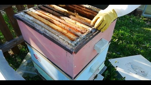 Расширение ульев корпусами и магазинами. Расширение гнезда пчел в улье рута.