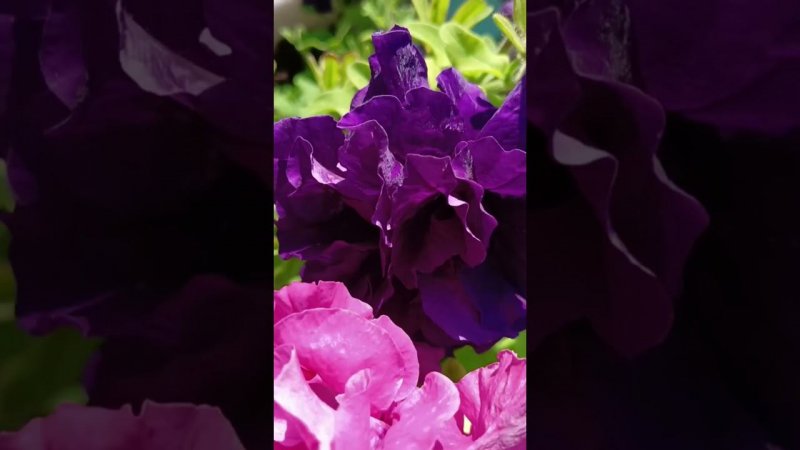 Петунья