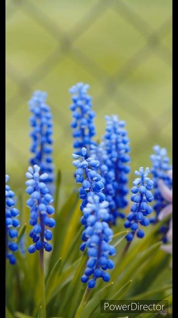 Spring Grape Hyacinth Bloom: Birds chirping: #relaxing #naturesounds #springflowers #nature смотреть онлайн