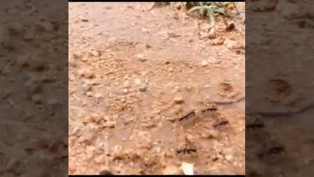 Ants transportation смотреть онлайн