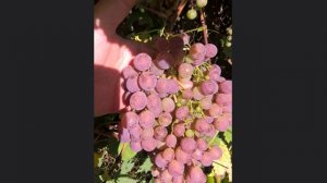 Мой виноград в Подмосковье