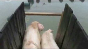 Летающие свиньи