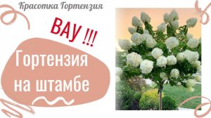 Штамбовая форма гортензии. Формировка