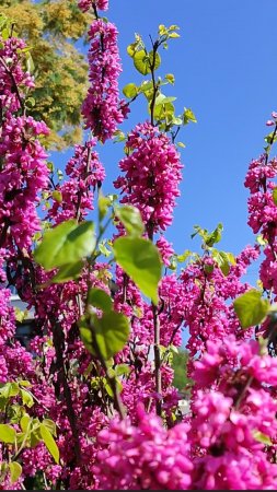 ВЕСЕННЕЕ НАСТРОЕНИЕ🌷|| СОЧИ. 07 АПРЕЛЯ 2025🌷