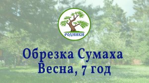Сумах. 7 год. Весенняя обрезка