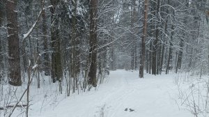 Геокешинг 06.04.2025, Горенки, Лось