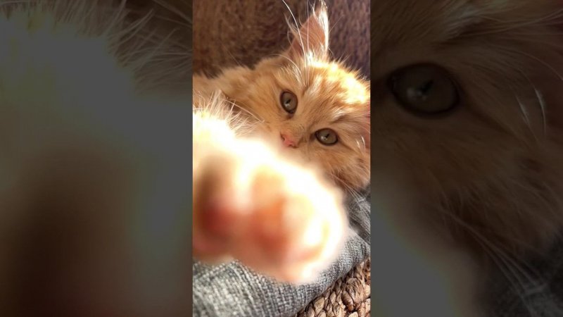 Кот Рыжик передает привет