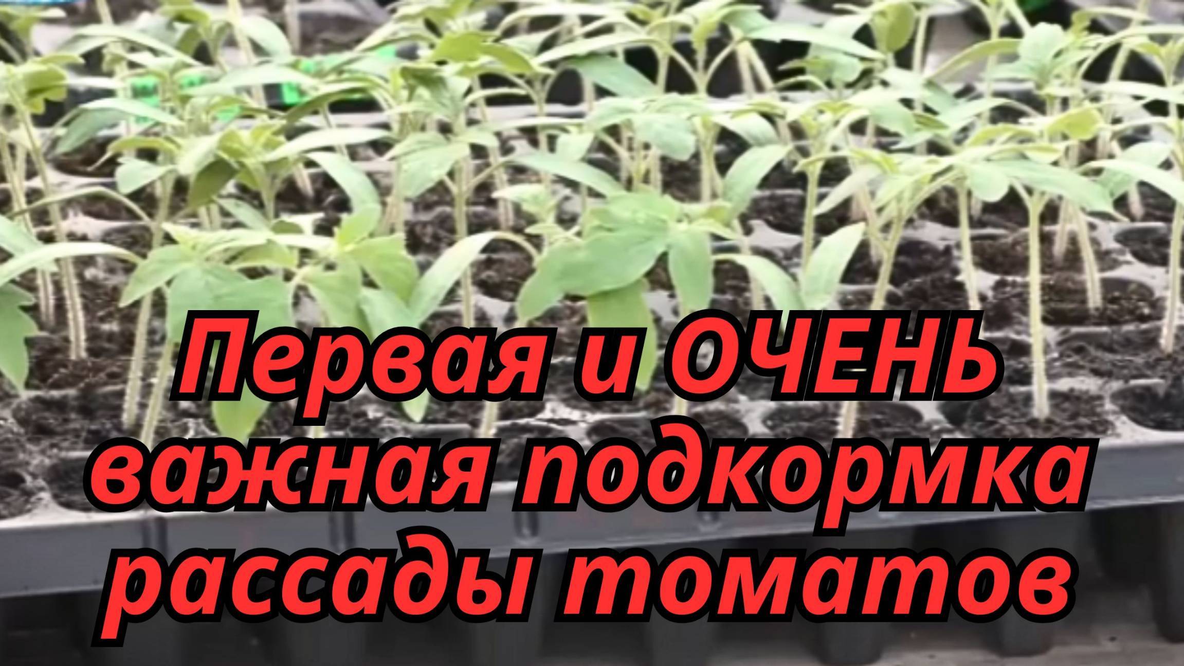Первая подкормка томатов: что важно знать каждому огороднику?