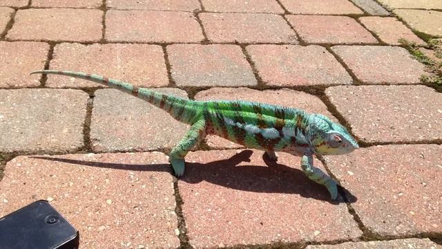 Walk Like A Chameleon! part 2 смотреть онлайн