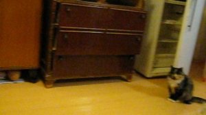 Крысенок Чук.Трюк?Легко!