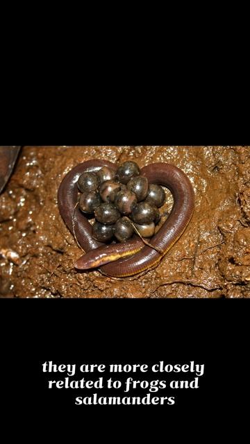 Caecilian смотреть онлайн