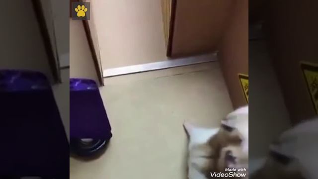 Побег Особо Опасного Хомяка из Тюрьмы! Лабиринт Смерти смотреть онлайн