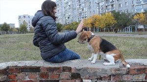 ПОПРОБУЙ НЕ ПРОСЛЕЗИТЬСЯ  | ДЕТИ О СВОИХ ПИТОМЦАХ
