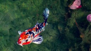 РР4 Ахтуба-Озеро Медное — буффало и цветные карпы Русская Рыбалка 4 (93 серия)