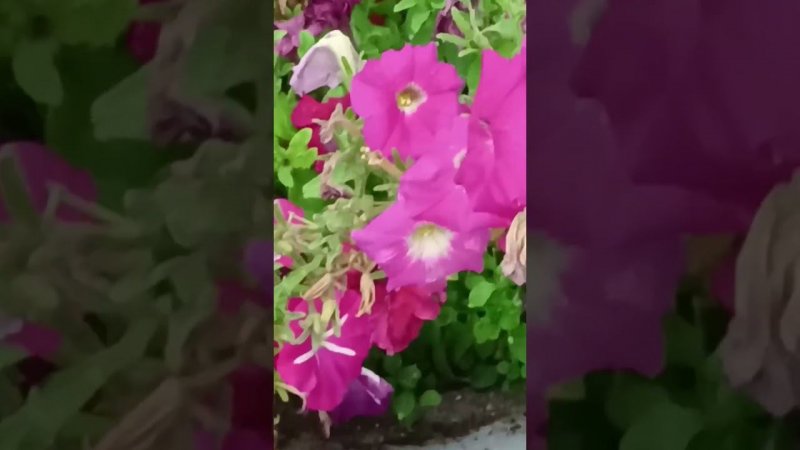 Петуния #цветы #сад #plants