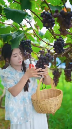 Красивая природа и сельская жизнь - Сбор урожая винограда, персиков и слив🍇🍑 #shorts #garden