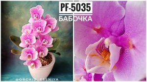 Phal. PF-5035 от садовника Profar🌸 Второе цветение нежной розовой орхидеи бабочки | Обзор сорта