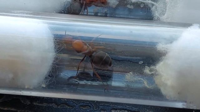 Myrmecocystus navajo and 2 Myrmecocystus mimicus 03.09.2021 смотреть онлайн