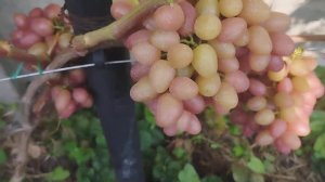18 августа виноград в Брянске