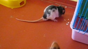 Кошка и крысята.Люсин нахлебник.