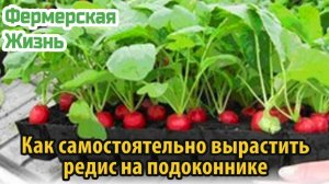 Как самостоятельно вырастить редис на подоконнике