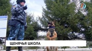 Щенячья школа