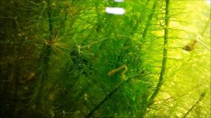 First Elassoma gilberti fry at pH 6.5, DH 0!