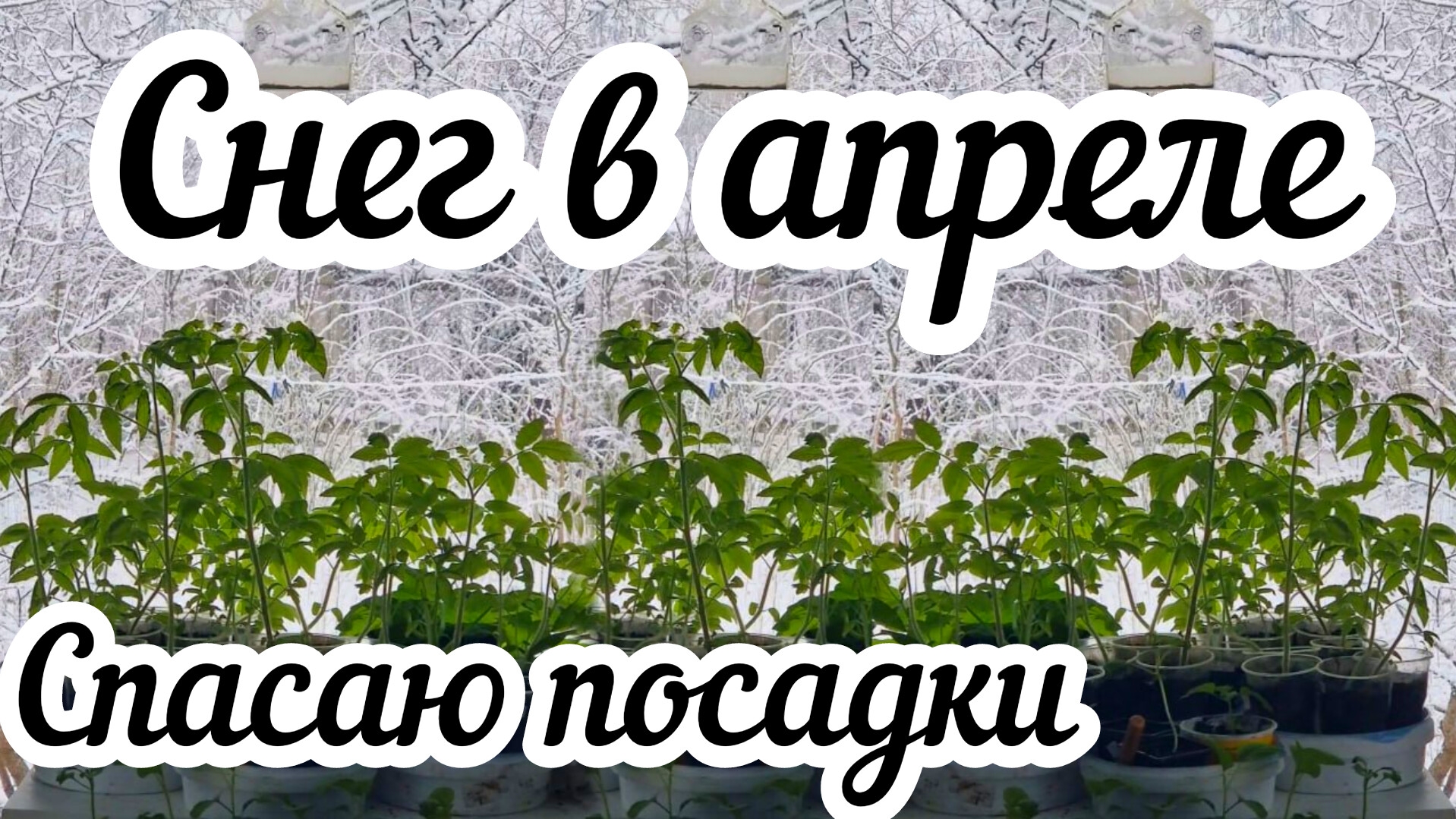 Снег в апреле ❄️ Спасаю посадки 😱 смотреть онлайн