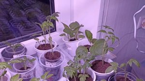 Видио привет из Москвы.