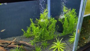 Coolest Livebearer! Trout Goodeid Ilyodon furcidens, Select Aquatics Unboxing