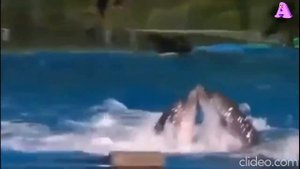 Зажигательная Ламбада от дельфинов!