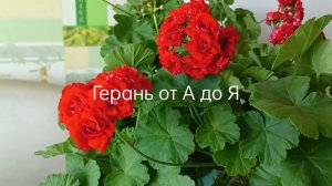 Герань от А до Я