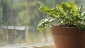 Геликония - Уход за комнатными цветами