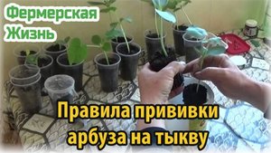 Правила прививки арбуза на тыкву