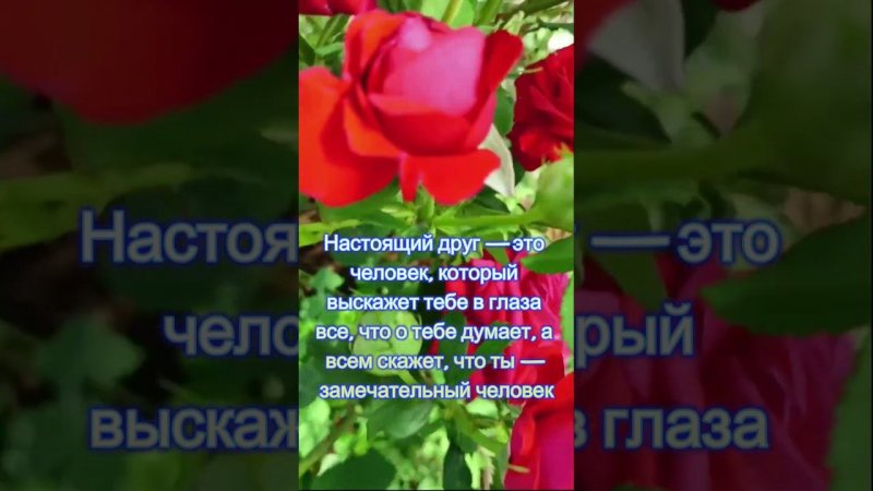 Розы #цветы #сад #plants #растения