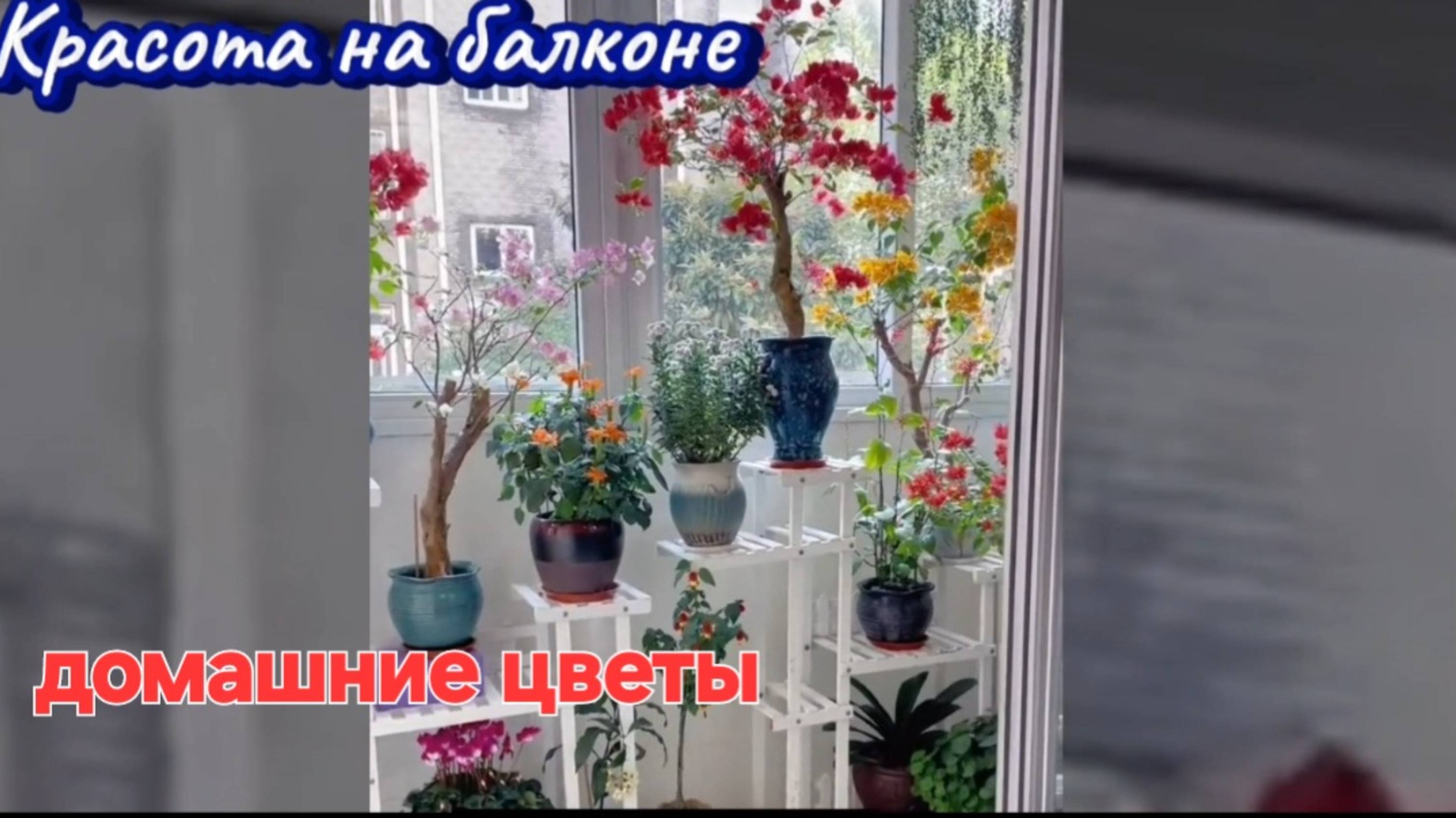 Домашние цветы.КРАСОТА НА БАЛКОНЕ.