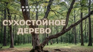 Михаил Пришвин Сухостойное дерево. Рассказы о природе и животных.